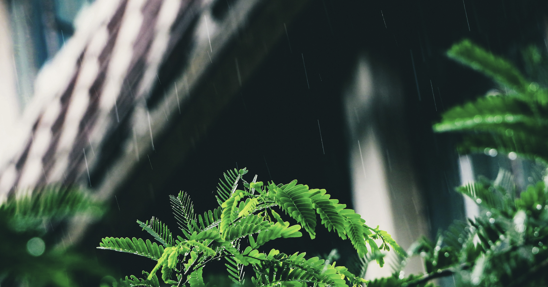 中医の視点と二十四節句から見つめる梅雨の養生