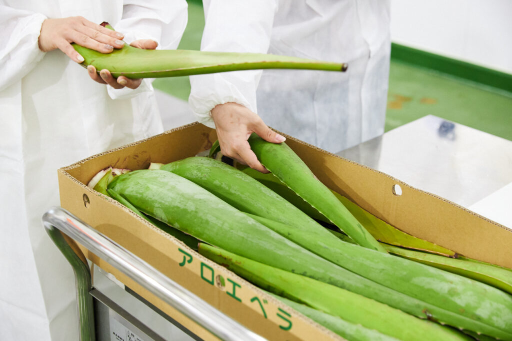 サイズ感の違いにびっくり!