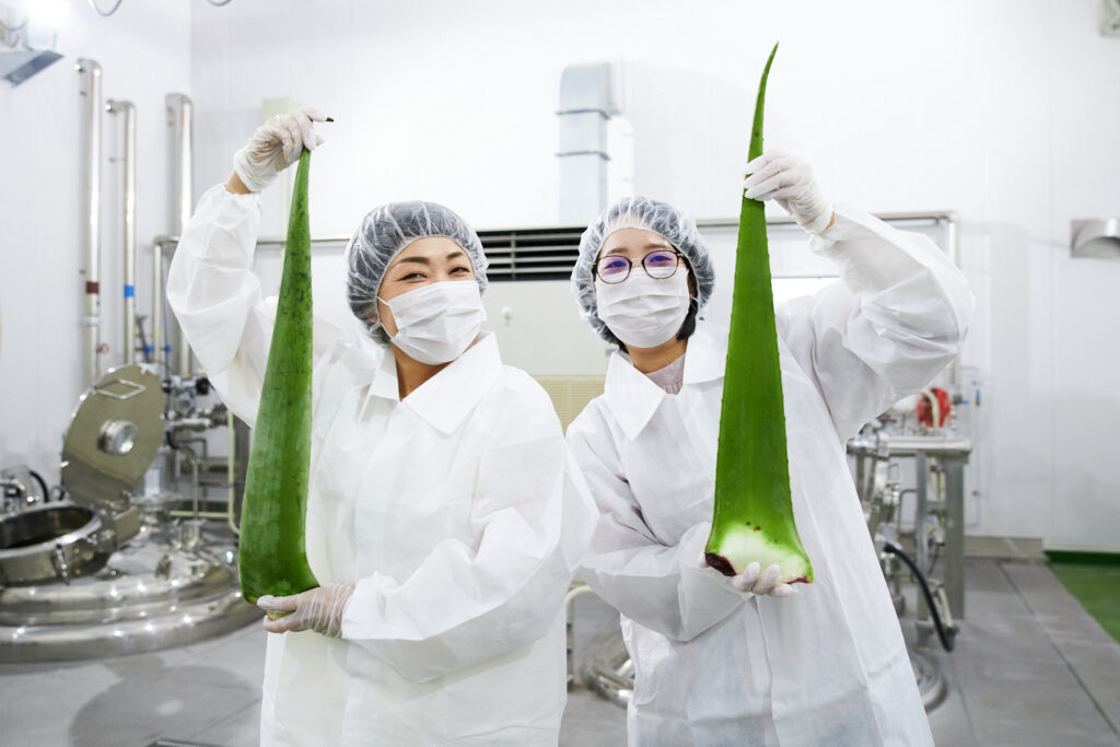 生葉1枚が1メートルほどあります